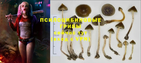 индика Богородицк